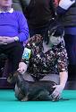 Crufts_dachshunds 984